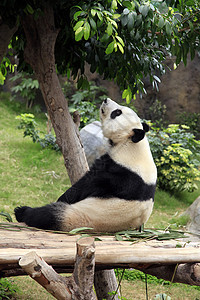 大熊猫叶子森林树叶濒危绿色植物木头哺乳动物树木荒野食草图片