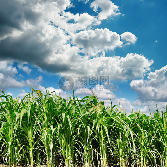 带玉米的绿地上的乌云图片