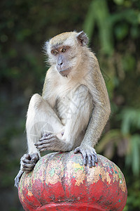 Macaque 猴子坐在顶端图片