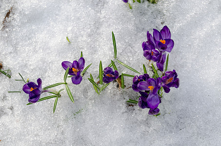 在雪上特写第一春叶紫罗兰图片