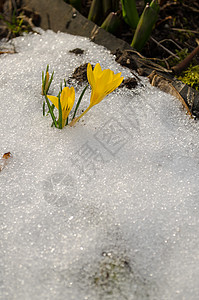 初春花朵从雪中喷出背景图片