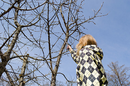 女孩在春天用手锯割水果枝图片