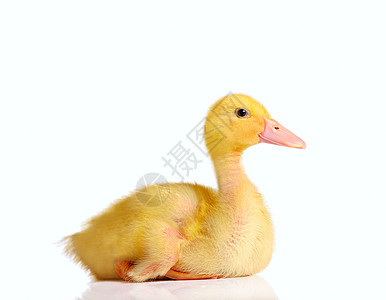 小鸭子坐着或休息工作室微笑鸭子动物嘎嘎白色羽毛账单家禽橙子图片