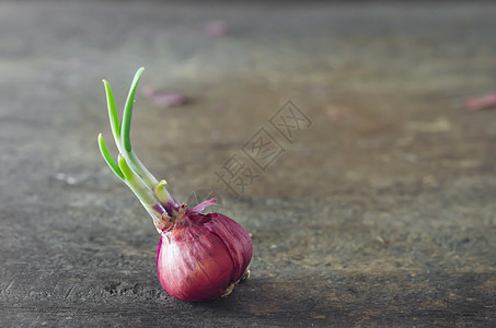 洋葱加新鲜绿芽生长粉色草本植物背景绿色发芽叶子蔬菜图片