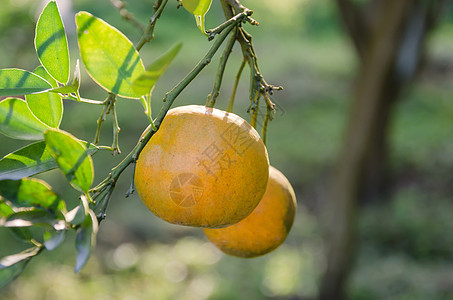 果实成熟的橙子树生长阳光水果食物农场收成团体橙子植物叶子图片