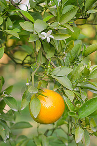 果实成熟的橙子树农场阳光绿色团体叶子食物果园水果生长收成图片