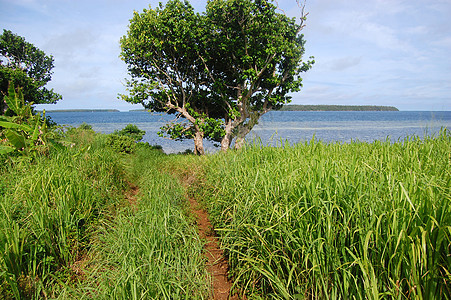 沿海海岸附近草地上的泥土路图片