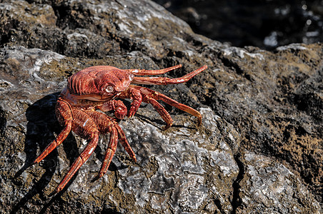 橙螃蟹荒野甲壳橙子动物宏观红色图片