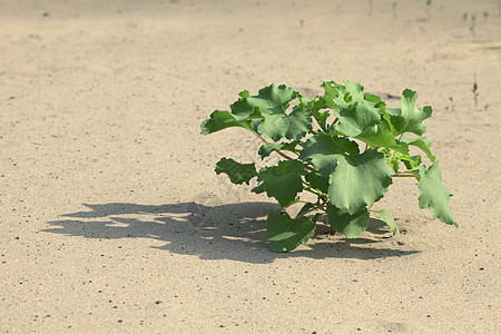 沙砂中的植物叶子晴天地面生长地球环境阴影生态树叶土地图片