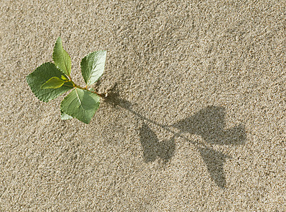 沙沙中喷发植物阴影气候平衡土地叶子环境天气地球生长图片