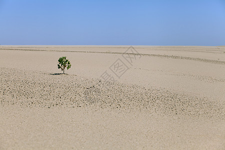 孤单在沙漠里种植植物荒野生活风景斗争干旱衬套气候橙子蓝色地形图片