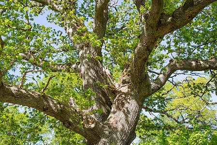 春天的旧橡树木头叶子水平阳光树干橡木分支机构森林绿色深情图片