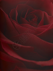 红玫瑰礼物花园婚礼植物群周年红色花瓣植物纪念日宏观图片