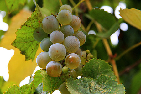 白葡萄团准备收割浆果叶子收成水果酒精村庄植物葡萄园藤蔓种植园图片