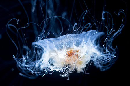 渔业摘要生物生活野生动物海洋学热带异国海洋蓝色危险水族馆图片