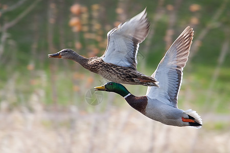 正在飞行的马车跑步男性鸭子翅膀野生动物沼泽公园女性池塘羽毛图片
