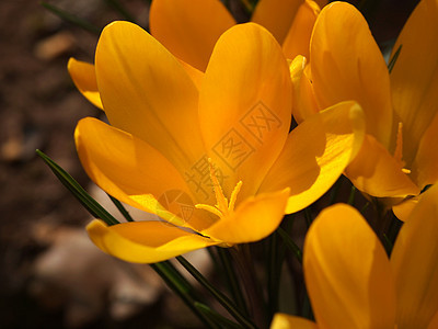 黄黄色花朵荒野植物季节花瓣园艺晴天红花天空野花植物学图片