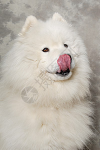 流浪狗的面孔生物犬类朋友休息白色警报舌头动物宠物棕色图片