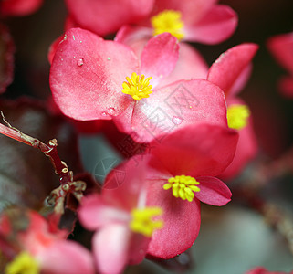 花春季露珠图片