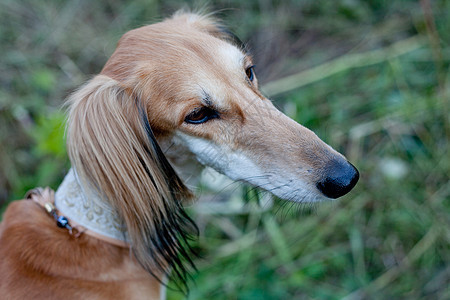 棕色沙露树肖像绿色水平黑色衣领白色宠物动物猎犬食肉图片