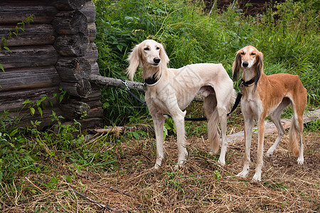 白色和棕色沙露小屋衣领水平宠物木头动物黑色房子绿色猎犬图片