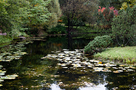 秋季池塘绿色码头飞溅花园荷花公园衬套悲伤反射水平图片