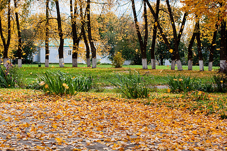 叶掉落晴天植物群落叶历史房子树干绿色天空公园阳光图片