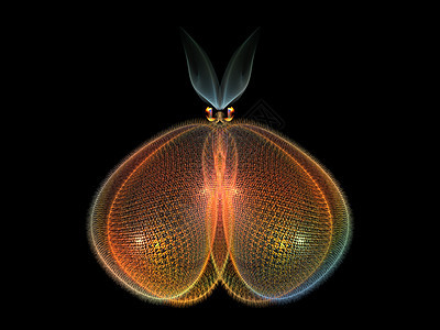 美丽的蝴蝶昆虫学元素科学花园想像力设计装饰品几何学动物奉承图片