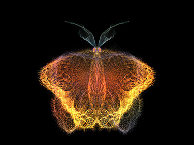 进化蝴蝶昆虫学几何学昆虫元素花园科学数学装饰品动物奉承图片