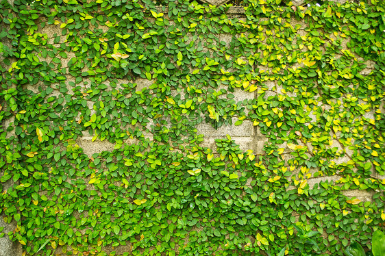 绿色树叶背景墙生长公园藤蔓花园爬行者栅栏场地植物群植物地毯图片