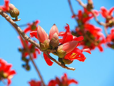 丝绸树花园橙子活力热带天空植物群木棉园艺美丽棉布图片