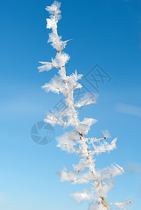 冷冻工厂的详细图象草地雪花冻结植物叶子植物群宏观蓝色天气季节图片