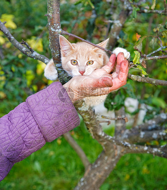 小猫咬了老太婆的手图片