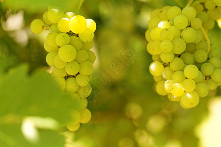 新鲜绿葡萄叶子太阳饮料酒精绿色水果植物农业白色黄色图片