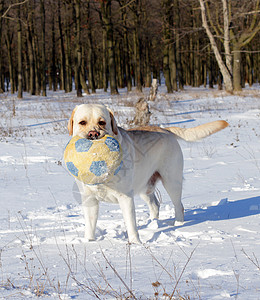 冬季黄黄色的拉布拉多带球朋友白色猎犬宠物公园跑步天空乐趣幸福森林图片