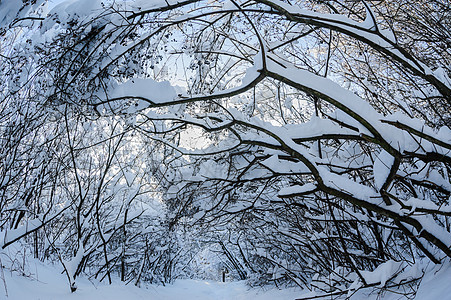森林中的雪雪堆晴天树木白色森林衬套阴影分支机构小路图片