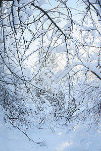 森林中的雪树木衬套小路白色分支机构阴影晴天森林雪堆图片