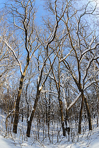 森林中的雪森林小路阴影分支机构衬套雪堆晴天白色树木图片