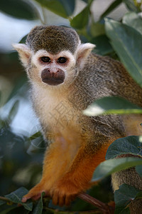 松鼠猴哺乳动物眼睛野生动物动物树叶毛皮荒野棕色图片