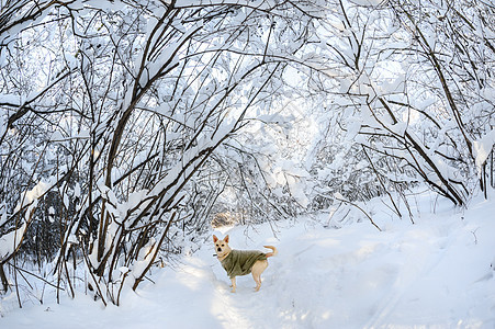 森林中的雪树木阴影森林分支机构雪堆晴天衬套白色宠物小路图片