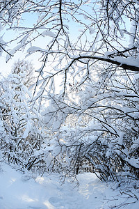 森林中的雪分支机构晴天森林阴影白色衬套雪堆树木小路图片
