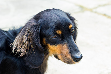 可爱达松猎犬小狗头发哺乳动物猎人棕色动物犬类爪子朋友图片