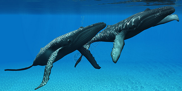 鲸鱼冲浪图片