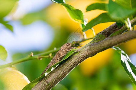 蝗虫坐在柠檬树的一个分支上图片