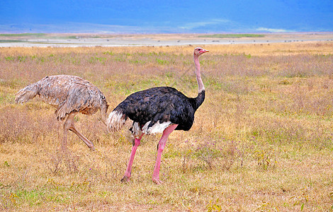 坦桑尼亚鸟类栖息热带观鸟宠物野外动物野生动物唱歌荒野羽毛衣领图片