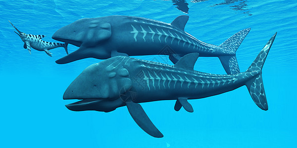 海洋鱼类插图脊椎动物盐水生活生物野生动物团体热带侏罗纪动物图片