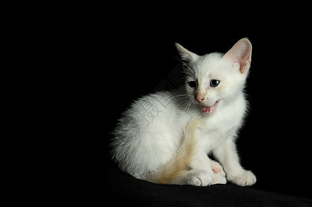 白幼婴小猫宠物黑色动物爪子白猫猫咪眼睛婴儿图片