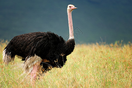 坦桑尼亚鸟类衣领翅膀动物火山口栖息宠物太阳鸟野生动物色彩野外动物图片