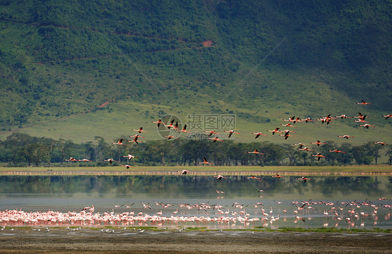 坦桑尼亚鸟类宠物野外动物火山口热带动物观鸟气候栖息紫色衣领图片