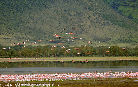 坦桑尼亚鸟类动物衣领蓝色观鸟栖息火山口色彩宠物荒野太阳鸟图片